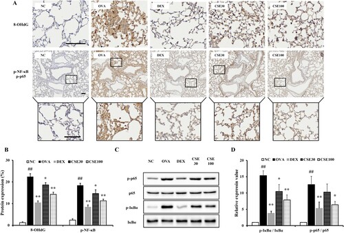 Figure 6. CSE suppressed the oxidative stress and phosphorylation of NF-κB in asthmatic mice. (a) 8-OHdG and phosphorylated NF-κB expression was determined by IHC. (b) 8-OHdG expression and NF-κB phosphorylation. (c) Phosphorylation of NF-κB on gel. (d) Relative protein expression value. NC: normal control; OVA: asthma group; DEX: asthma with dexamethasone-treated group; CSE30 and CSE100: asthma with CSE-treated group (30 and 100 mg/kg). Data presented as means ± SD (n = 7). ##p < 0.01 compared to the NC group, *p < 0.05 and **p < 0.01 compared to the OVA group. Scale bar: 100 μm.