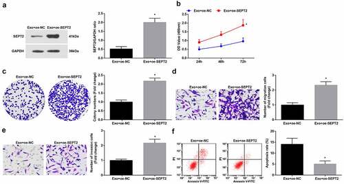 Figure 6. Upregulated SEPT2 reverses hUC-MSCs-Exo-mediated inhibition on G-401 cell growth. A. Western blot tested SEPT2 expression after co-culture of G-401 cells with hUC-MSCs-Exo; B. CCK-8 tested G-401 cell proliferation; C. Colony formation assay tested G-401 cell colony formation ability; D. Transwell assay tested G-401 cell migration; E. Transwell assay tested G-401 cell invasion; F. Flow cytometry tested G-401 cell apoptosis. Measurement data were shown by the mean ± standard deviation, * P < 0.05 vs the Exo+oe-NC group.