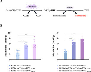 Figure 6 rv2172c T120P and M172 V mutations increase the biosynthesis of methionine in M. tuberculosis. (A) MTHFR-catalyzed reaction of Rv2172c in methionine synthesis pathway. (B) The intracellular methionine concentration in H37Ra pMV261::rv2172c, H37Ra pMV261::rv2172cT120P, H37Ra pMV261::rv2172cM172V, H37Ra Δrv2172c pMV261::rv2172c, H37Ra Δrv2172c pMV261::rv2172cT120P, and H37Ra Δrv2172c pMV261::rv2172cM172V strains. **p < 0.01, ***p < 0.001.