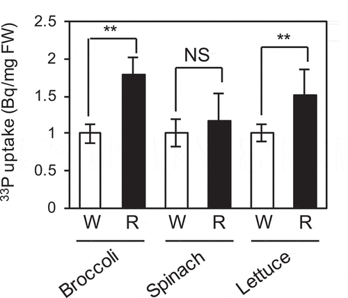 Figure 6. Effect of red light on Pi uptake activity in broccoli, spinach, and lettuce seedlings. Seedlings were grown under Pi sufficient conditions for 5 days, followed by Pi deficient conditions for 5 days, and were exposed to white light (W) or red light (R) for 1 day under Pi deficient conditions. Pi uptake was quantified using 33P-labeled Pi. Data represent mean ± SD of five biological replicates. Asterisks indicate significant differences between WL- and RL-treated seedlings (*P < 0.05, **P < 0.01). NS, not significant