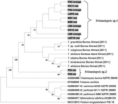 Figure 4. Molecular phylogenetic analysis of pelawan from Bangka Island by the Maximum Likelihood method and Tamura and Nei (Citation1993) substitution model. The percentage of replicate trees in which the associated taxa clustered together in the bootstrap test 500 replicates are shown below the branches. Branches corresponding to partitions reproduced in <50% of bootstrap replicates are collapsed. This analysis involved 26 nucleotide sequences. There was a total of 650 positions in the final dataset, and Psidium longipetiolum was used as an outgroup. Samples generated in this study were highlighted.