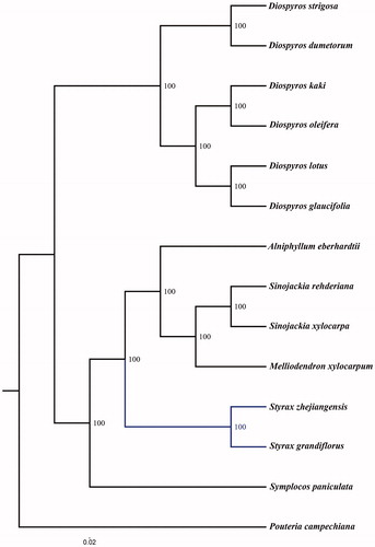 Figure 1. Phylogenetic tree based on 14 complete chloroplast genome sequences. Accession numbers: Styrax grandiflorus (KX111381.1), Alniphyllum eberhardtii (KX765434.1), Melliodendron xylocarpum (MF179500.1), Sinojackia xylocarpa (KY709672.1), Sinojackia rehderiana (MF179499.1), Diospyros lotus (KM522849.1), Diospyros glaucifolia (KM504956.1), Diospyros kaki (KT223565.1), Diospyros oleifera (KM522850.1), Diospyros dumetorum (MF179487.1), Diospyros strigosa (MF179495.1), Pouteria campechiana (KX426215.1), Symplocos paniculata (MF179486.1).