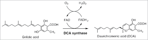 Figure 1. Biosynthesis of daurichromenic acid (DCA). DCA is synthesized by DCA synthase via stereoselective oxidocyclization of the farnesyl moiety of grifolic acid. Two electrons from the substrate are abstracted by enzyme-bound flavin adenine dinucleotide (FAD), and then transferred to molecular oxygen to release H2O2 as the by-product, as described previously.Citation4