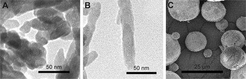 Figure 1 TEM micrographs of np20 (A) and np80 (B), and SEM micrograph of m-HAP (C).Abbreviations: TEM, transmission electron microscopy; np20, hydroxyapatite nanoparticles 20 nm in diameter; np80, hydroxyapatite nanoparticles 80 nm in diameter; SEM, scanning electron microscopy; m-HAP, micro-sized HAP particles; HAP, hydroxyapatite.