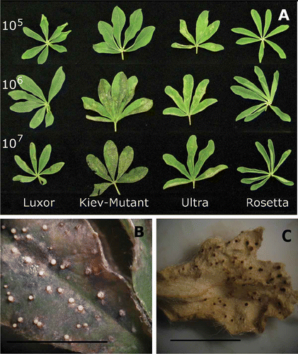 Fig. 2. (A) Effect of spore concentration on expression of phomopsis leaf blight in Lupinus albus using a detached leaf assay. (B) ‘Kiev-Mutant’ sprayed with spore concentration 1 × 107 Diaporthe toxica spores ml−1 7 days after inoculation showing actively sporulating pycnidia. (C) Pycnidia formation on a dried leaflet in a glasshouse screening experiment, data reported elsewhere (Cowley et al., Citation2010). Bars approximately equal 10 mm.