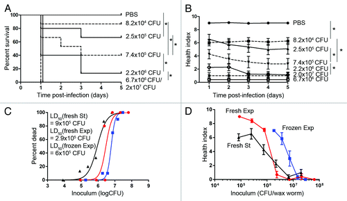 Figure 1. Virulence of different growth phases of M1 GAS in wax worms. Wax worms were inoculated with a dose titration of fresh stationary (St) phase, fresh exponential (Exp) phase, or pre-frozen exponential phase M1 GAS and monitored daily for 5 d. (A) Kaplan-Meier survival curves of wax worms infected with a dose titration of stationary phase M1 GAS. *P < 0.05 (log-rank). (B) Mean ± SEM health index scores of wax worms infected with a dose titration of stationary phase M1 GAS. *P < 0.05 (2-way ANOVA). (C) Nonlinear regression of wax worm death on day 1 post-infection with a dose titration of stationary or exponential phase cultures of M1 GAS. (D) Mean ± SEM health index scores of wax worms 1 d post-infection with a dose titration of stationary or exponential phase cultures of M1 GAS.