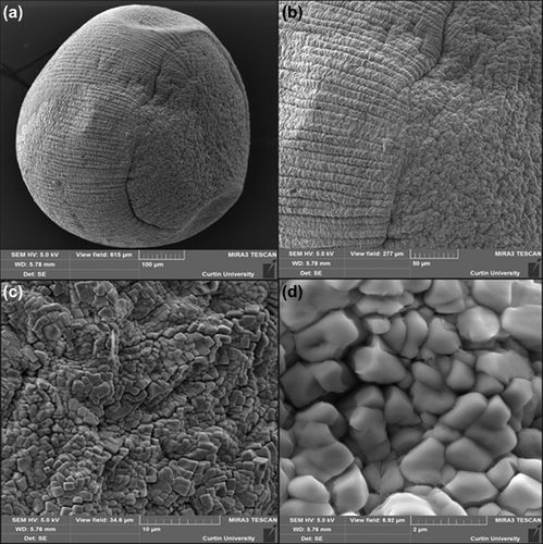 Figure 2. Scanning electron micrographs of the G-SA microcapsule (a) surface morphology at 100 μm scale (b) surface morphology at 50 μm scale (c) surface morphology at 10 μm scale (d) surface morphology at 2 μm scale.