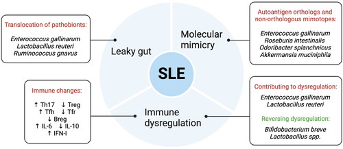 Figure 1. Mechanisms linking gut microbiota and SLE. .
