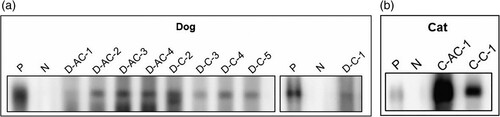 Figure 4. HEV-C1-P241 immunoblot of rHEV EIA-positive companion animal sera samples. (A) Immunoblot of rHEV EIA-positive dog sera. (B) Immunoblot of rHEV EIA-positive cat sera. N: blank lane; P: anti-His antibody control. Blot assays were performed in a MiniProtean II Apparatus, which enables lane-by-lane separation of the immunoblot without cutting into strips.