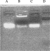 FIG. 2 Agarose gel electrophoresis of SG/PEG-CL-ODN complexes. Fully 10 μ l containing 0.6 μ g ODN of each sample were analyzed. (A) ODN control; (B) SG/PEG-CL-ODN complexes; (C) SG/PEG-CL-ODN complexes destructed by Triton X-100; (D) SG/PEG-CL-ODN complexes incubated with 50% (v/v) rats plasma for 2 hr.
