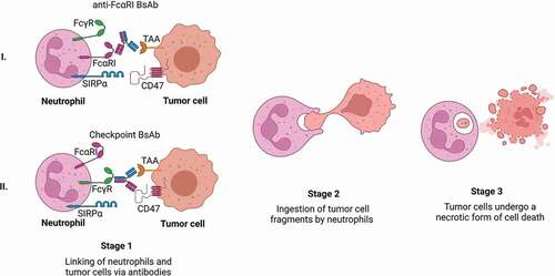 Figure 3. Neutrophil-mediated trogocytosis of tumor cells via bispecific antibody therapy.