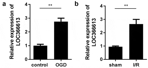 Figure 1. The expression of LOC366613 cerebral I/R injury in vivo and in vitro. (a)The expression of LOC366613 in PC12 cells treated with OGD treatment. (b)The expression of LOC366613 in MCAO mice. **P < 0.01