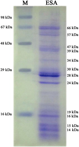 Figure 1. SDS–PAGE of S. spindale ESA. M: medium range protein marker.