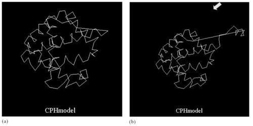 Figure 1 Calculated tertiary structures of alpha globin: (a) whole tertiary structure of normal alpha globin, (b) whole tertiary structure of alpha globin in Hb Pakse. Arrow indicates the elongated part.