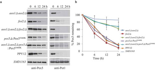 Figure 5. Pex5 is degraded together with its cargoes. (A) Peroxisomes were induced by growing WT, SMD1163, aox1∆ aox2∆, fox2∆, aox1∆ aox2∆ fox2∆ or pex5∆ and aox1∆ aox2∆ pex5∆, each expressing the Pex5N460K mutant in oleate medium. Subsequently, cells were transferred to starvation medium for pexophagy experiments. Samples were taken at the indicated time points under starvation conditions and analyzed by immunoblotting with anti-Pex5 and anti-Pot1. (B) The degradation of Pex5 (from A) from triplicate biological repeats was quantified using ImageJ and expressed as the percent of the total signal at 0 h.