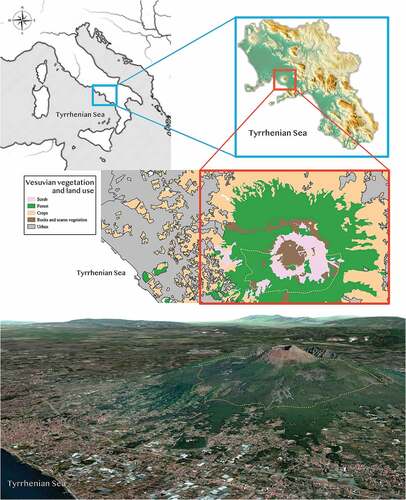 Figure 1. Study area. The blue inset shows the Campania region in South Italy. The red inset shows Mount Vesuvius (40° 49.260' N, 14° 25.560' E) with vegetation and land-use areas (Bagnaia et al. Citation2018). The yellow dashed line delimits the study plot. The satellite image was obtained from Maps version 2.1. 2012–2018, Apple Inc.