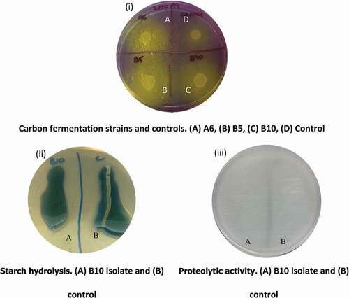 Figure 2. Various test using isolated LAB and control strain (L. monocytogenes ATCC 7644). An example of (i) carbon fermentation test where the change of color in yellow indicates carbon consumption, (ii) starch hydrolysis test where the clear zone in (B) indicates a positive reaction, (iii) proteolytic activity test which clear zone indicates the presence of proteolytic activity