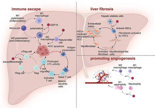 Figure 2 Effect of GDF15 on immune cells in liver cancer immune microenvironment. GDF15 promotes HCC development in the tumor microenvironment through immune escape, hepatocyte fibrosis, and tumor angiogenesis pathways. GDF15 inhibits M2-type cell action and promotes M2 to M1 conversion, inhibits nTreg-type cell action and promotes nTreg to iTreg reprogramming, inhibits DC maturation and T-cell activation, and inhibits NK cells, which diminishes the pro-apoptotic effects of immune cells and promotes immune escape. GDF15 promotes hepatocyte fibrosis through activation of hepatic stellate cells and will promote the transformation of MASH/MAFLD to HCC. GDF15 promotes the transformation of M1 to M2 and the differentiation of neutrophils into the N1 phenotype, which promotes tumour angiogenesis and exacerbates HCC. Created with BioRender.com.