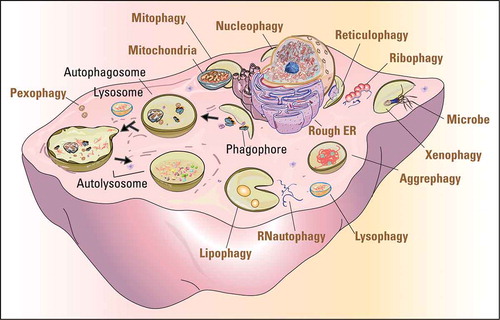 Figure 1. The pivotal role of autophagy in protein and organelle recycling. The cartoon shows the processes of autophagy (black fonts) and the selective degradation of various organelles and other materials (ocher fonts). The dark arrows indicate the sequential processes of autophagy from initiation to final degradation.