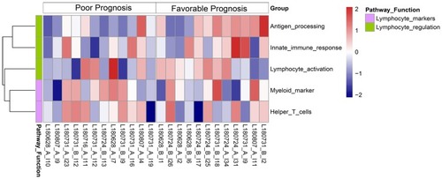 Figure 2 Heat map of GSVA enrichment scores of immune-related pathways in patients with favorable and poor prognoses.