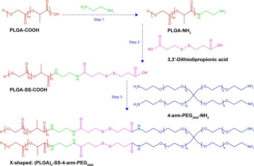 Figure 1 Synthesis of X-shaped amphiphilic copolymers.Abbreviations: PLGA-COOH, poly(lactic-co-glycolic acid); SS, disulfide; PEG, poly(ethylene glycol).