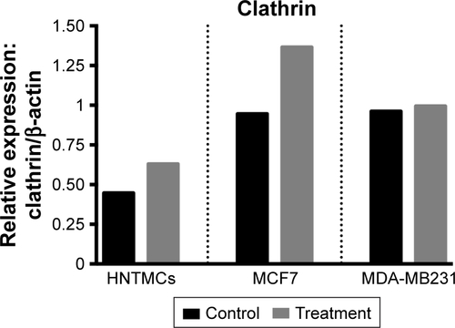 Figure S2 Relative densities of clathrin bands.Note: Bands in human nontumor mesenchymal cells (HNTMCs), MCF7, and MDA-MB231 cells after 6 hours of exposure of maghemite–rhodium citrate nanoparticles (treatment) in gray bars and control group in black bars (normalized to β-actin, protein loading control).