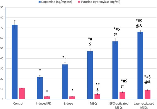 Figure 4. Dopamine, and tyrosine hydroxylase in STR of all studied groups, Values are presented as mean ± SD. *: statistically significant compared to the corresponding value in the control group (P < 0.05), #: statistically significant compared to the corresponding value in the untreated PD group (P < 0.05), $: statistically significant compared to the corresponding value in the L-dopa group (P < 0.05), @: statistically significant compared to the corresponding value in the MSCs group (P < 0.05), &: statistically significant compared to the corresponding value in EPO-activated MSCs group (P < 0.05) (n = 8).