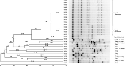 Figure 1. Genetic relatedness of R. anatipestifer representative isolates. Genetic relatedness was assessed from the ERIC-PCR amplicon patterns using the unweighted-pair group method with arithmetic mean generated by PyElph (version 1.4; Pavel & Vasile, Citation2012) software. The genetic distances are shown above the branches.