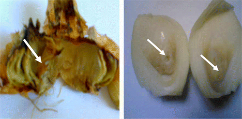 Figure 1.  Typical internal rot (arrows) in onion bulbs collected from different vegetable markets.