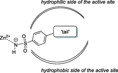 Figure 2. Schematic representation of a sulphonamide-based CAI bound in the active site of CA.