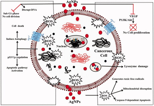 Figure 3. Schematic representation of mechanisms of anticancer activity of AgNPs.