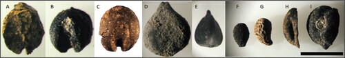 Figure 5. Charred seed remains of edible, anthropogenic taxa. (A to C) Foxtail millet from Bibongri (A, B) and Tongsamdong; (D, E) knotweed; (F) wild kiwi; (G) bramble; (H, I) wild grape. All except millets were retrieved from Sejukri. Scale, 1 mm for foxtail millet, 2 mm for knotweed, and 4 mm for others.