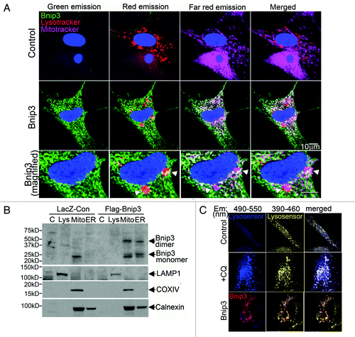 Figure 4. BNIP3 does not target to lysosomes or affect lysosomal acidification. (A) Representative confocal images (630×) of NRCMs adenovirally transfected with LacZ (Control, top panel) or BNIP3 (green, middle panel, zoomed-in view in bottom panel), costained for lysosomes (red; LysoTracker red) and mitochondria (pink, MitoTracker deep red), demonstrating colocalization of BNIP3 with mitochondria and lysosomes (white arrowheads). (B) HL-1 cardiac myocytes were adenovirally transduced with LacZ (Control) or FLAG-Bnip3 for 48 h and subcellular fractionation performed to obtain fractions enriched for lysosomes (Lys), mitochondria (mito), endoplasmic reticulum (ER) and cytoplasm (C). Representative immunoblot demonstrating distribution of BNIP3 (FLAG) in fractions enriched for LAMP1 (lysosome marker), COXIV (mitochondrial marker) and calnexin (ER marker). (C) Representative confocal images (630×) of NRCMs adenovirally transduced with LacZ (Control) and BNIP3 (red) for 48 h and stained with lysosensor yellow/blue to assess acidification status of lysosomes. Images were obtained at excitation with 360 nm and emission split between 390–460 nm (blue, corresponding to emission maxima at pH 9.0) and 490–550 nm (yellow, corresponding to emission maxima at pH 3.0). NRCMs treated with chloroquine (10 µmol/L for 1 h) to inhibit lysosomal acidification are shown as controls.