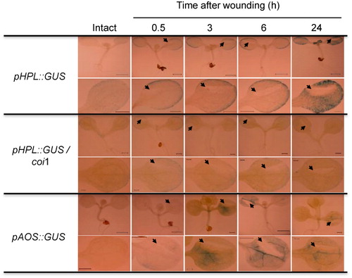 Figure 4. GUS activity in seedlings of transgenic A. thaliana plants after mechanical wounding. GUS activity derived from pAtHPL::GUS with wild-type (Col-0) and coi1 and from pAtAOS::GUS with wild-type (C24) was detected with GUS staining after pressing one side of a cotyledon once with forceps. The wounded place is shown with arrows.