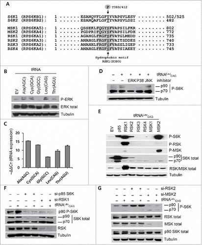 Figure 4. RSK1 and MSK2 were the 90-kDa RPS6K phosphorylated by tRNALeu CAG overexpression. (A) Sequence alignment of 8 different RPS6 family kinases. The hydrophobic motif and representative phosphorylation sites are shown in gray and indicated by arrows, respectively. The 502 aa and 525 aa sizes in S6K1 indicate p70 S6K and p85 S6K, respectively. (B and C) Effect of tRNA overexpression on the ERK phosphorylation (B) and qRT-PCR analysis to detect tRNA overexpression (C). Values are presented as means ± standard deviations (n = 3). (D) The effect of ERK (U0126), p38 MAPK (SB203580), and JNK (SP600125) inhibitors on the tRNALeu CAG-mediated p90 RPS6K phosphorylation. (E-G) Western blot analysis for the phosphorylation of RPS6K after overexpression of tRNALeu and the different RPS6 family kinases (E), after siRNA transfection specific to p85 S6K and RSK1 (F) as well as RSK2 and MSK2 (G).