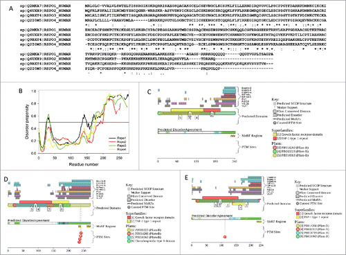 Figure 4. (A) Multiple sequence alignment of human Rspo1, Rspo2, Rspo3, and Rspo4 conducted by Clustal Omega (http://www.ebi.ac.uk/Tools/msa/clustalo/). The corresponding similarity matrix is shown in the bottom of this figure legend. (B) Superposition of the consensus disorder profiles calculated for Rspo1 (black curve), Rspo2 (red curve), Rspo3 (green line), and Rspo4 (yellow line) illustrating remarkable similarity of the distribution of disorder propensities within sequences of these proteins. (C) Intrinsic disorder propensity and some important disorder-related functional information generated for human Rspo2 by the D2P2 database. (D) Intrinsic disorder propensity and some important disorder-related functional information generated for human Rspo3 by the D2P2 database. (E) Intrinsic disorder propensity and some important disorder-related functional information generated for human Rspo4 by the D2P2 database. Percent Identity Matrix - created by Clustal2.1. Q2MKA7|RSPO1_HUMAN 100.00 40.93 44.79 38.96. Q6UXX9|RSPO2_HUMAN 40.93 100.00 45.45 41.05. Q9BXY4|RSPO3_HUMAN 44.79 45.45 100.00 37.50. Q2I0M5|RSPO4_HUMAN 38.96 41.05 37.50 100.00.