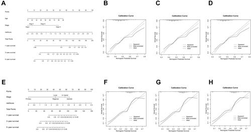 Figure 6 (A) In the TCGA cohort, nomograms were shown to predict OS of SKCM patients based on age, stage, and risk score. (B–D) TCGA cohort calibration curves after 1-, 3-, and 5 years. (E) In the GEO cohort, a nomogram dependent on stage and risk score was shown to estimate 1-, 3-, and 5-year OS of SKCM patients. (F–H) GEO cohort 1-, 3-, and 5-year calibration curves.