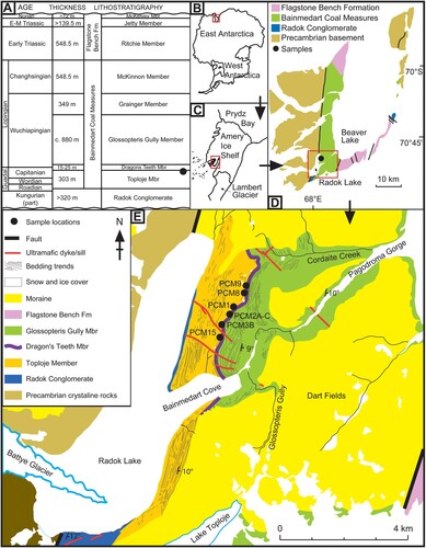 Figure 1. Stratigraphic and geographic sources of the studied material. A. Stratigraphy of the Amery Group showing the position of the sampled bed (dot). B. Location of the Prince Charles Mountains (box) in east Antarctica. C. Location of the Amery Oasis (box) in the Prince Charles Mountains. D. Location of the Radok Lake area (box) within the Amery Oasis. E. Geological map of the Radok Lake area showing the locations of the studied samples (black dots). Map modified from McLoughlin et al. (Citation2015), and ages of stratigraphic units recalibrated after Laurie et al. (Citation2016).