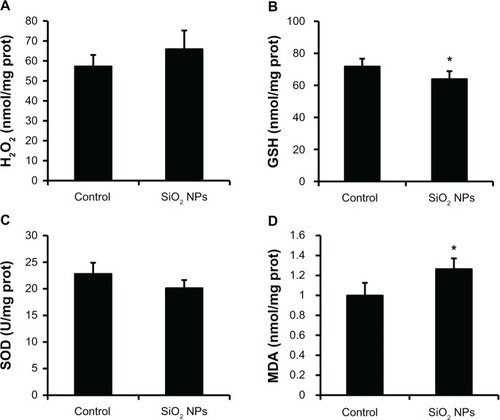 Figure 6 Changes in H2O2, GSH, SOD, and MDA levels of rat livers following an intravenous injection of SiO2 NPs (50 mg/kg body weight) at 48h. Levels of (A) H2O2; (B) GSH (C) SOD; and (D) MDA.Notes: Data represent mean ± SD, n = 6. *P < 0.05 when compared with control.Abbreviations: H2O2, hydrogen peroxide; GSH, glutathione; SOD, superoxide dismutase; MDA, malondialdehyde; prot, protein.