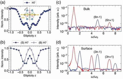 Figure 8. Ellipticity dependence of HHG. (a) Dependence of high-harmonic yields on driving pulse ellipticity recorded from thin Bi2Se3 films. (b) Simulation results of HHG ellipticity dependence that originate from surface states (‘S’) and bulk states (‘B’). (c) Simulated HHG spectra produced by left-circularly polarized (LCP) laser pulses, harmonic orders (6 n + 1) and (3 n + 1) (red solid line) are corotating while (6 n-1) and (3 n-1) (blue solid line) are counterrotating with respective to pump laser helicity. Reproduced from [Citation103].