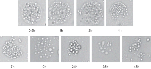 Figure 5.  Morphologic change of RP-MVL during the releasing period (×500).