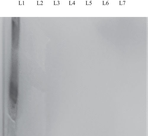 Figure 4. 15% SDS-PAGE gel patterns for protein hydrolyzates of Ulva lactuca crude protein using a water extraction method. Lane 1 = Crude protein. Lane 2 to Lane 7 = protein hydrolyzates of U. lactuca as a result of elastase enzyme treatment at 37°C for 0, 3, 6, 9, 12, 24 hours respectively followed by heat inactivation at 100°C for 15 min.