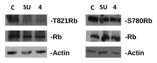 Figure 2. Inhibition of Rb phosphorylation by compound 4 and SU9516 in MDA-MB231 cells. Proteins were separated on SDS page, electroblotted to nitrocellulose, and hybridized with antibodies against phoshorylated Rb (T821, left panel and S780, right panel). Blots were subsequently hybridized with antibodies against total Rb and actin (used as loading control). C, control, untreated cells; SU, cells treated with SU9516 (10 μM); 4, cells treated with compound 4 (4 μM).