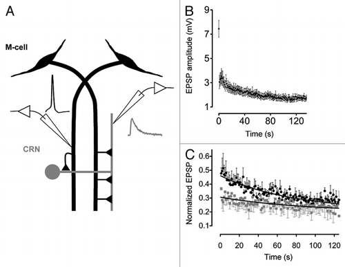Figure 1 (A) A diagram depicting the M-cell network and recording arrangement. Traces depict M-cell spike (black) generated by injecting depolarizing current and evoked post-synaptic EPSP (gray). (B) EPSP amplitudes during a 1 Hz stimulus train (n = 19 different pairs; mean ± SEM ). (C) Ca2+ buffer's effect on the kinetics of depression. Black circles and gray squares are normalized EPSP amplitudes (EPSP1 is omitted) evoked by pre-synaptic trains of stimulation (1 Hz) before and after injection of 10 mM BAPTA. Black curves are fitted single exponential functions.