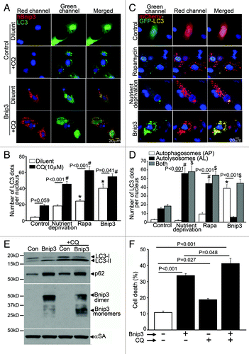 Figure 2. BNIP3 induces autophagosome accumulation in NRCMs. (A) Representative epifluorescence images (630× magnification) demonstrating cellular localization of GFP-LC3 in NRCMs adenovirally transduced with BNIP3 (Red; for FLAG) or LacZ (as control) for 48 h, and treated with chloroquine (10 μM, black bars) or diluent (white bars) for 24 h prior to fixation. Nuclei are blue (DAPI). (B) Quantification of punctate GFP-LC3 dots in cells treated as in (A). and in cells subjected to nutrient deprivation or treated with rapamycin (100 nM) for 4 h in the presence of chloroquine (10 μM, black bars) or diluent (white bars). p values are by post-hoc test. *p < 0.05 vs. diluent-treated control group. #p < 0.05 vs. CQ-treated control group (n = 15–25 nuclei/group). (C) Representative epifluorescence images (630× magnification) demonstrating cellular localization of mCherry-GFP-LC3 in NRCMs adenovirally transduced with Bnip3 or LacZ (as control) for 48 h; subjected to nutrient deprivation or treated with rapamycin (100 nM) for 4 h. (D) Quantitation of autophagosomes (green+red; white bars), autolysosomes (red, black bars) and both (gray bars) in NRCMs treated as in (C) (n = 20–40 nuclei/group). p values are by post-hoc test. *p < 0.05 for autophagosomes vs. control; #p < 0.05 for autolysosomes vs. control and $p < 0.05 for both vs. control (n = 15–25 nuclei/group). (E) Immunoblot demonstrating LC3, p62 and BNIP3 (FLAG) expression in NRCMs adenovirally transduced with BNIP3 or LacZ (Con) for 48 h and treated with chloroquine (10 μmol/L) or diluent for 24 h. Expression of α-sarcomeric actin (αSA) was assessed as loading control. (F) Cell death in NRCMs treated as in E (n = 8–24/group).