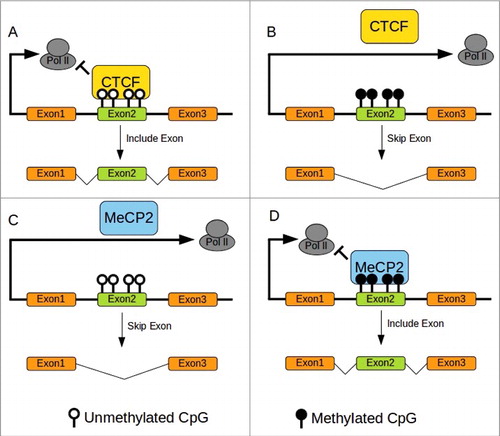 Figure 1. DNA methylation and splicing in mammals. (A)CTCF Binding to unmethylated CTCF binding sites pause Pol II elongation allowing retention of exon2. (B)CTCF cannot bind to methylated sites resulting in skipping exon2. (C)MeCP2 does not bind to unmethylated sites allowing rapid progression of Pol II resulting in skipping of exon2. (D)MeCP2 binding to methylated site pause elongation of Pol II permitting retention of exon2. Redrawn from Yan et al. 2015.Citation30 CTCF binding site with methylation sensitive CpG in bold: ATGCAGCTAGATGGCGCTC.Citation74