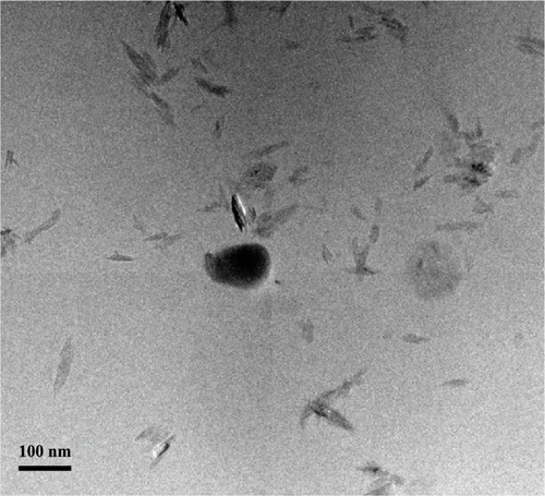 Figure S3 Transmission electron microscopy image of BMK-20113 recrystallization of LCNP-#12.Abbreviation: LCNP, liquid crystal nanoparticle.