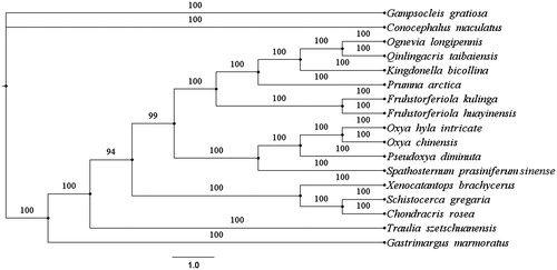 Figure 1. The Bayesian inference phylogenetic tree based on mitochondrial PCGs and rRNAs concatenated dataset. GenBank accession numbers: Chondracris rosea NC_019993.1; Fruhstorferiola kulinga NC_026716.1; Gastrimargus marmoratus EU527334.1; Kingdonella bicollina NC_023920.1; Ognevia longipennis NC_013701.1; Oxya chinensis NC_010219.1; Oxya hyla intricate KP313875.1; Prumna arctica GU294758.1; Pseudoxya diminuta NC_025765.1; Qinlingacris taibaiensis NC_027187.1; Schistocerca gregaria NC_013240.1; Spathosternum prasiniferum sinense KM588074.1; Traulia szetschuanensis EU914849.1; Xenocatantops brachycerus NC_021609.1; Conocephalus maculates NC_016696.1; Gampsocleis gratiosa EU527333.1.