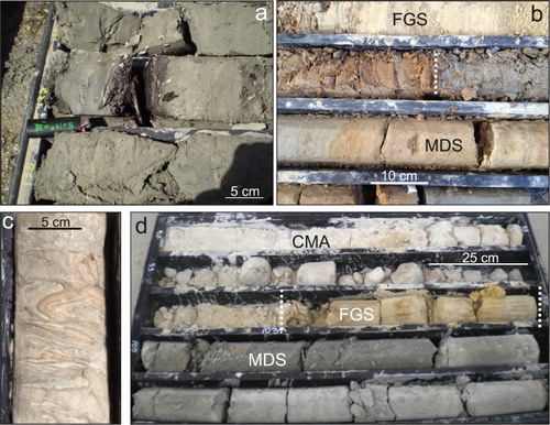 Figure 6. Details of the deep borehole deposits. (a) lignite level within the clayey silts of the Madonna della Strada Synthem (S80: −136.9 m); (b) pedogenized horizon and Fe–Mn level at the boundary between Madonna della Strada Synthem and FGS (S46: −16.7 m); (c) fluid expulsion sedimentary structure (paleo-seismite) within Madonna della Strada Synthem (S45: −76.7 ÷ −76.9 m); (d) stratigraphic boundaries between Colle Macchione – L’Aquila Synthem, FGS and Madonna della Strada Synthem from borehole S112.