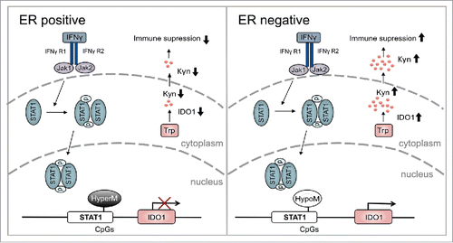 Figure 6. Overview of the modulation of IDO1 by ER in breast cancer. In ER-positive breast cancer, hypermethylation (HyperM) of CpGs in the IDO1 promoter reduces IDO1 expression. Reduced IDO1 expression results in less production of immunosuppressive kynurenine. In contrast, in ER-negative breast cancer the CpGs in the IDO1 promoter are hypomethylated (HypoM) leading to stronger induction of IDO1, increased production of Kyn and finally enhanced suppression of antitumor immune responses.